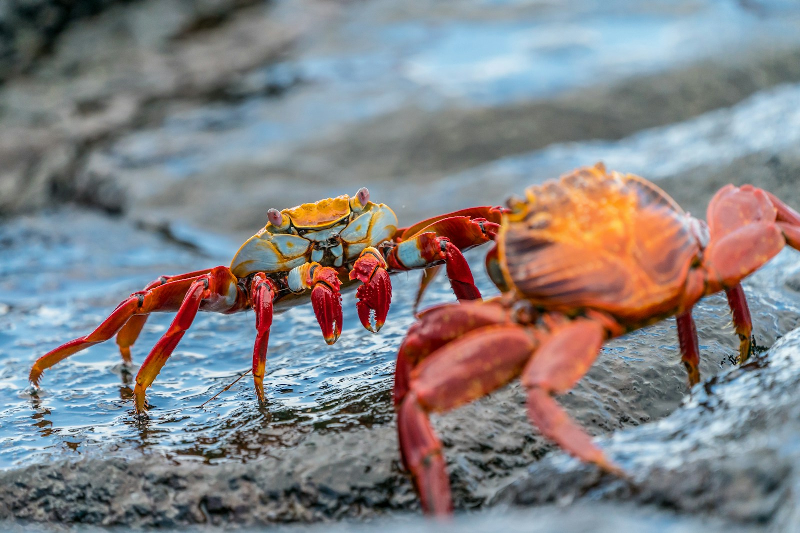 types of crabs in florida keys