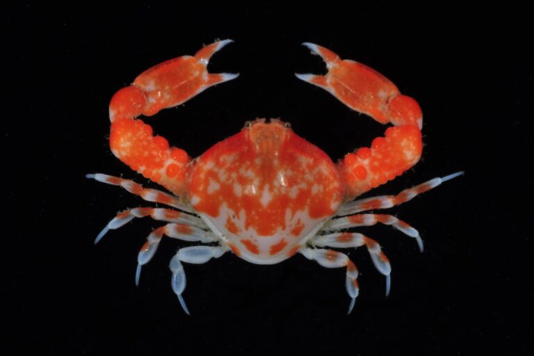 10 Types of Crabs You’ll Find Along Galveston’s Coast