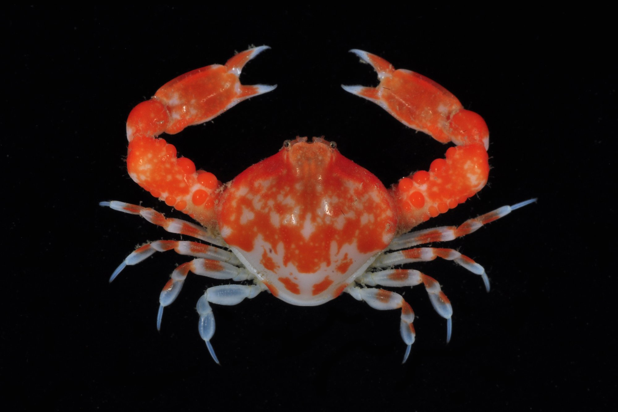 types of crabs in galveston