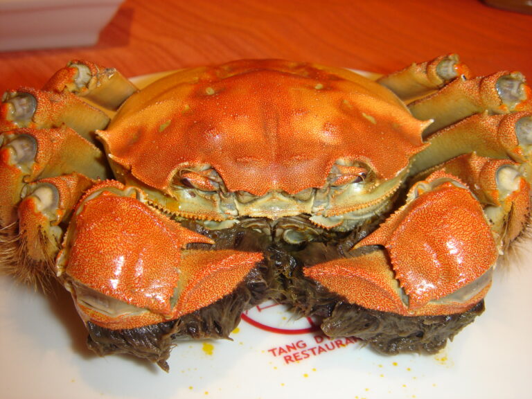 Beach Comber’s Guide to New England Crabs: 10 Species Worth Finding