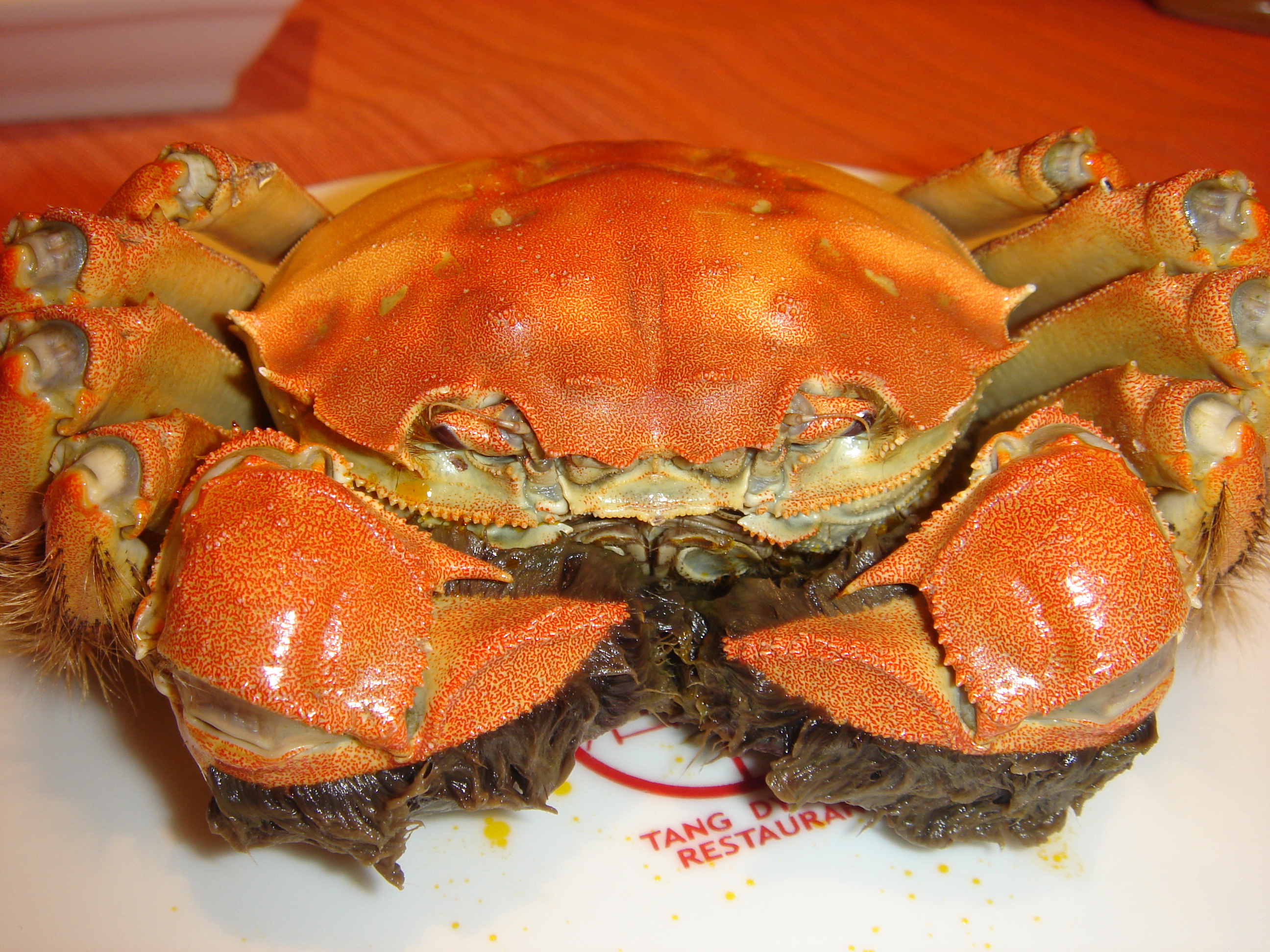 types of crabs in new england