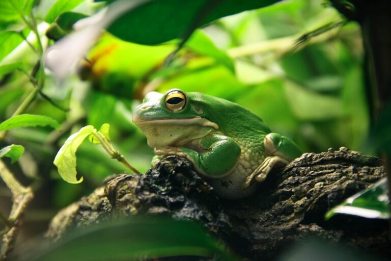 California’s Amazing Frogs: 10 Species Every Nature Lover Should Know