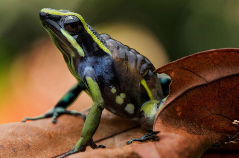 Amazing Frogs You’ll Find in the Amazon Rainforest