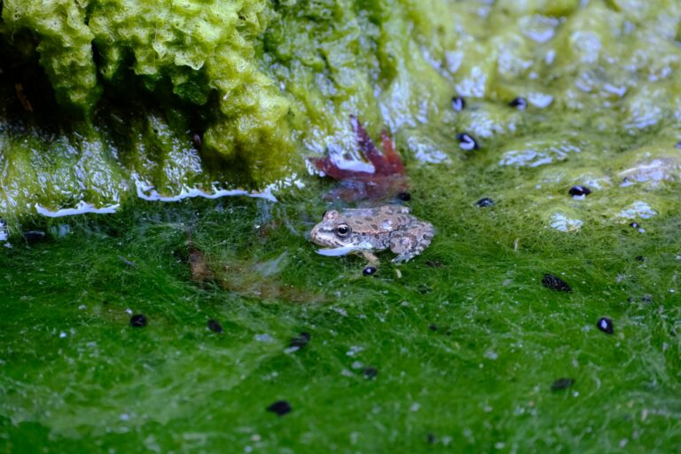 11 Types of Frogs in Wisconsin: Visual ID Guide with Calls and Habitats