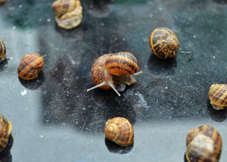 Pennsylvania Snails: How to Identify 12 Common Species in Your Backyard and Waterways