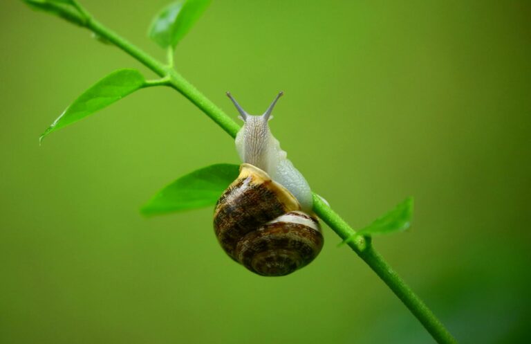 Common Snails You’ll Encounter in Virginia’s Streams, Gardens, and Forests