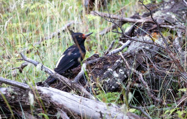 9 Types of Woodpeckers in Texas (With Pictures and ID Tips)