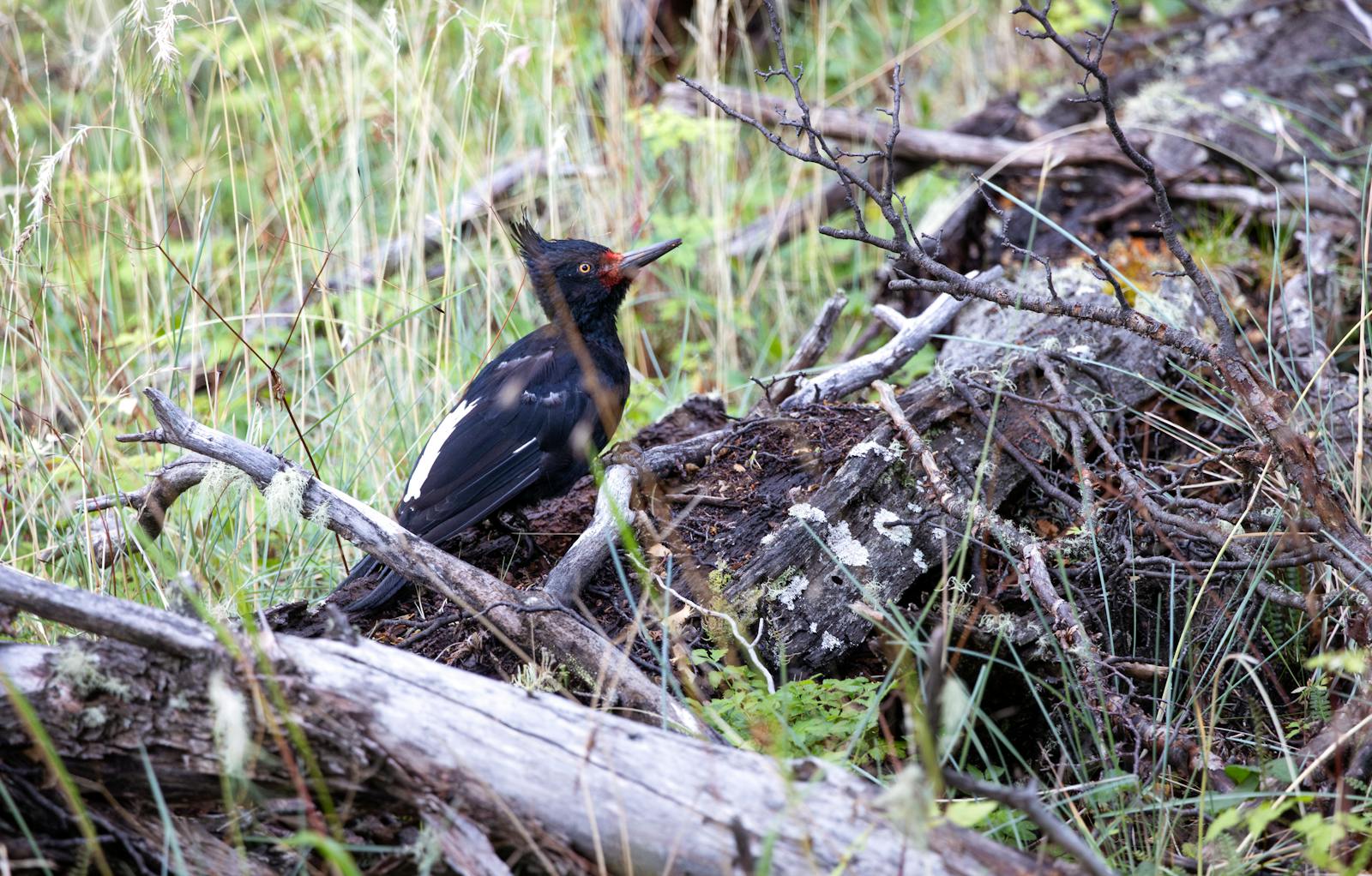 Types of Woodpeckers in Texas