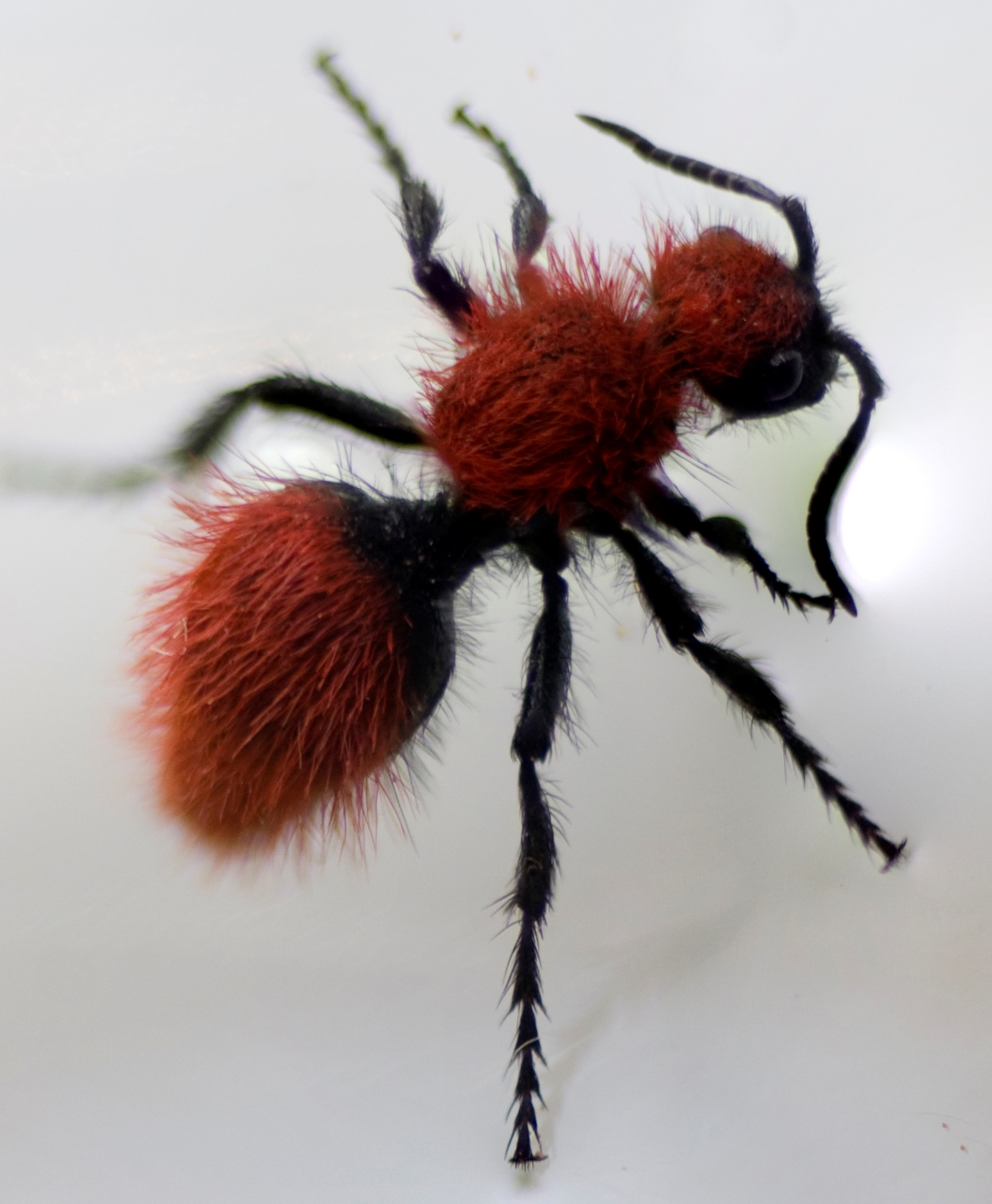 Velvet Ants