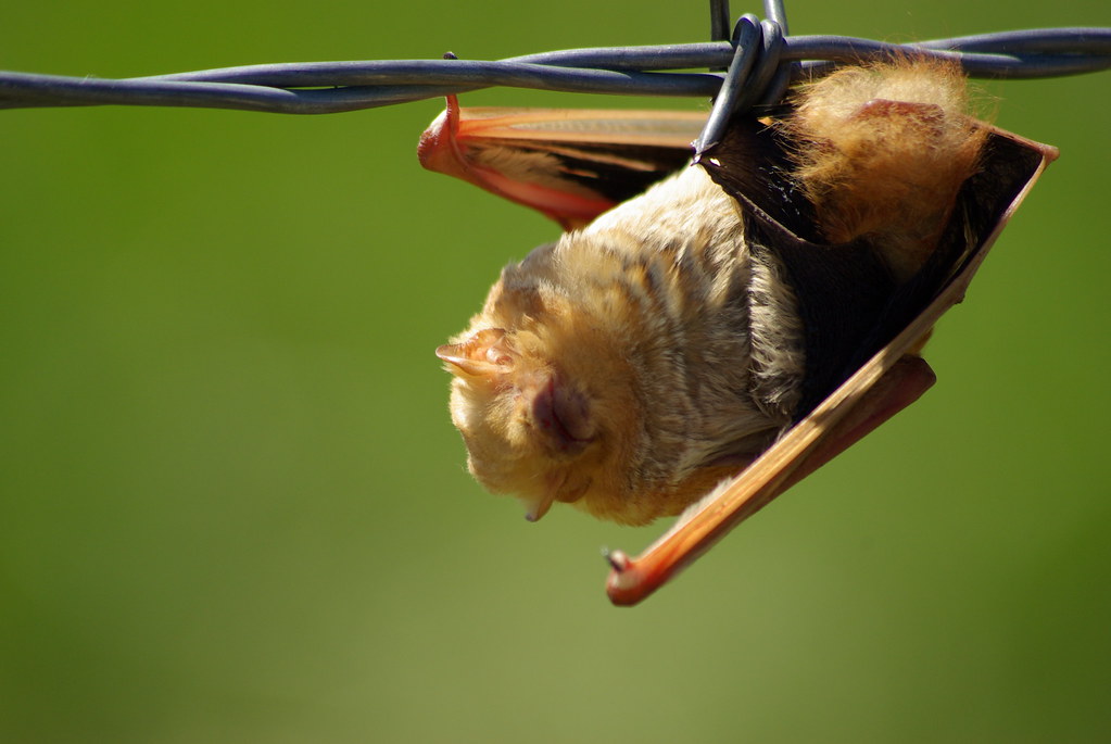Western Red Bat