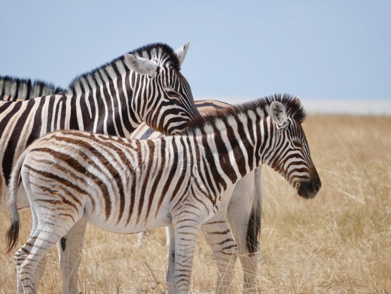 Which Animals Eat Zebras? A Safari Guide to Predators