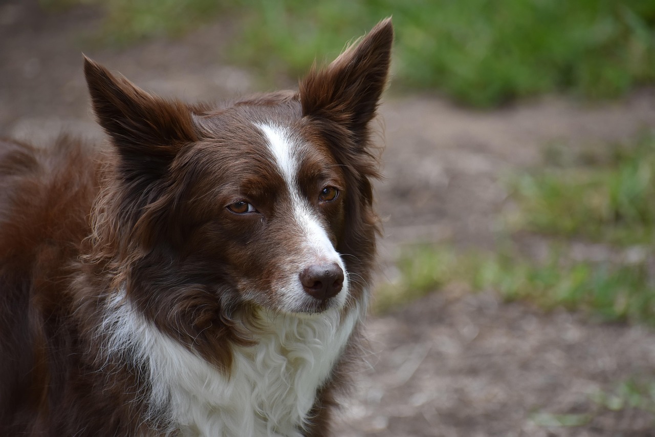 What Breeds Make a Border Collie