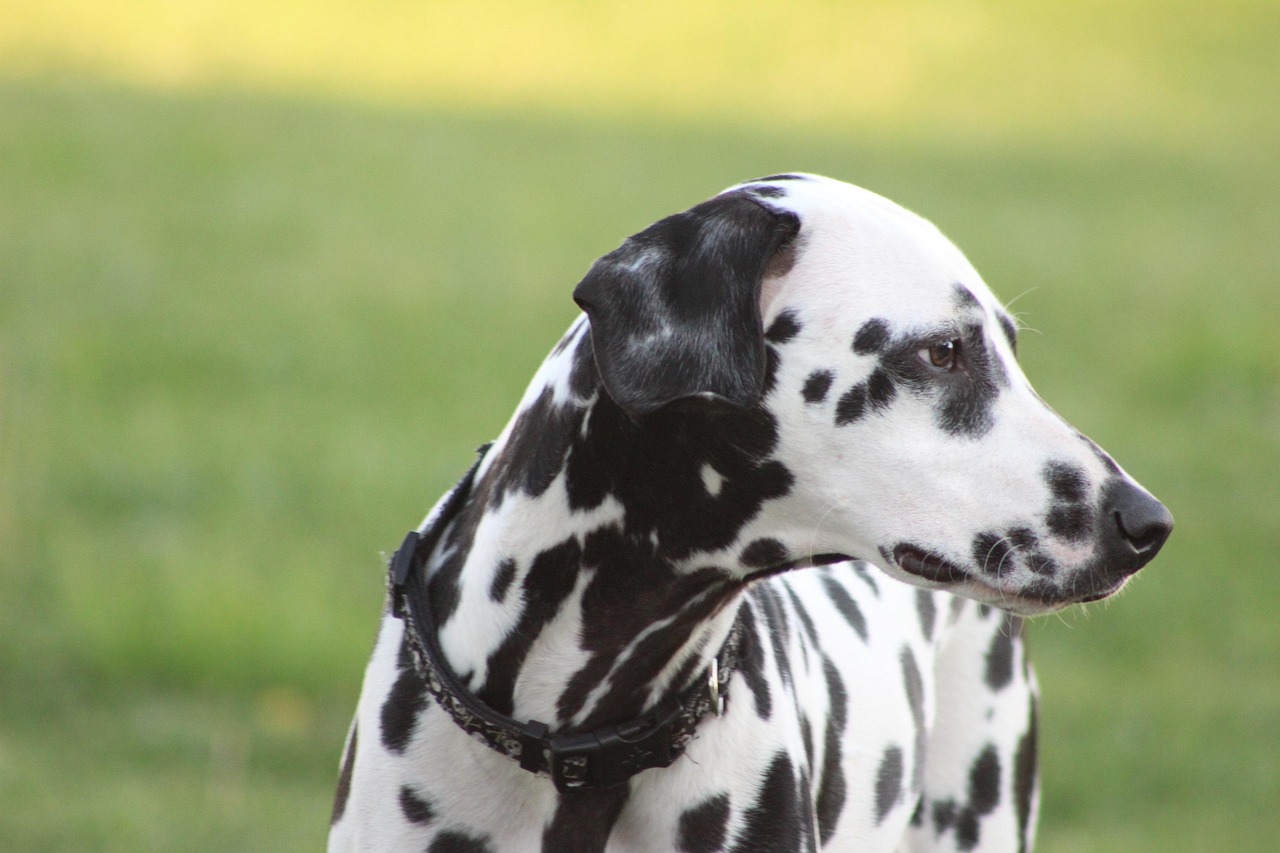 What Breeds Make a Dalmatian