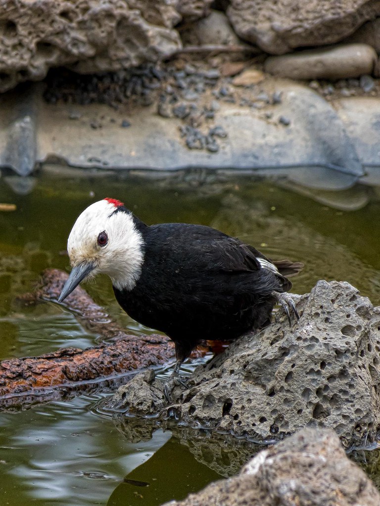 White-headed Woodpecker