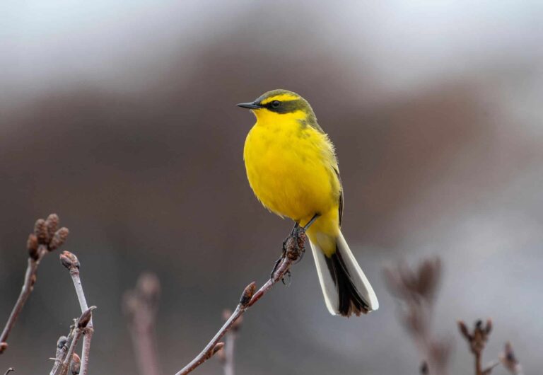 11 Yellow Birds You’ll Spot in California (With ID Tips)